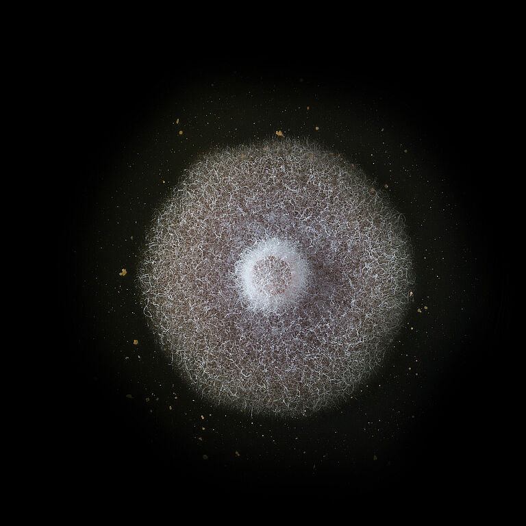 Basal rot Fusarium oxysporum grown in petri dish