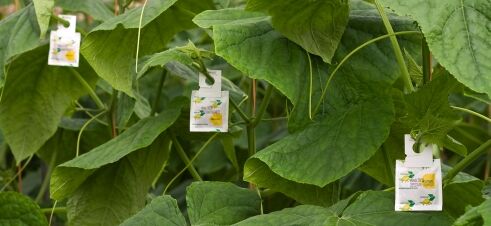 Meer luchten is meer kans op invlieg!