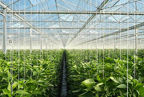 Internationaal webinar ter gelegenheid van het Jaar van de Plantgezondheid