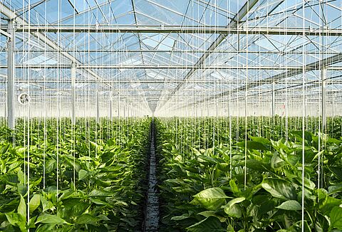 Internationaal webinar ter gelegenheid van het Jaar van de Plantgezondheid