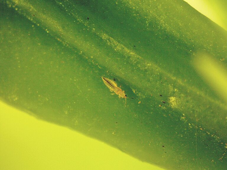 South African Citrus thrips Scirtothrips aurantii Adult