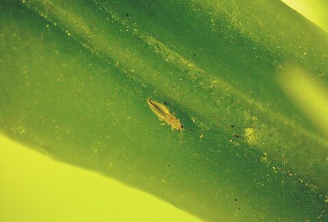 Scirtothrips aurantii