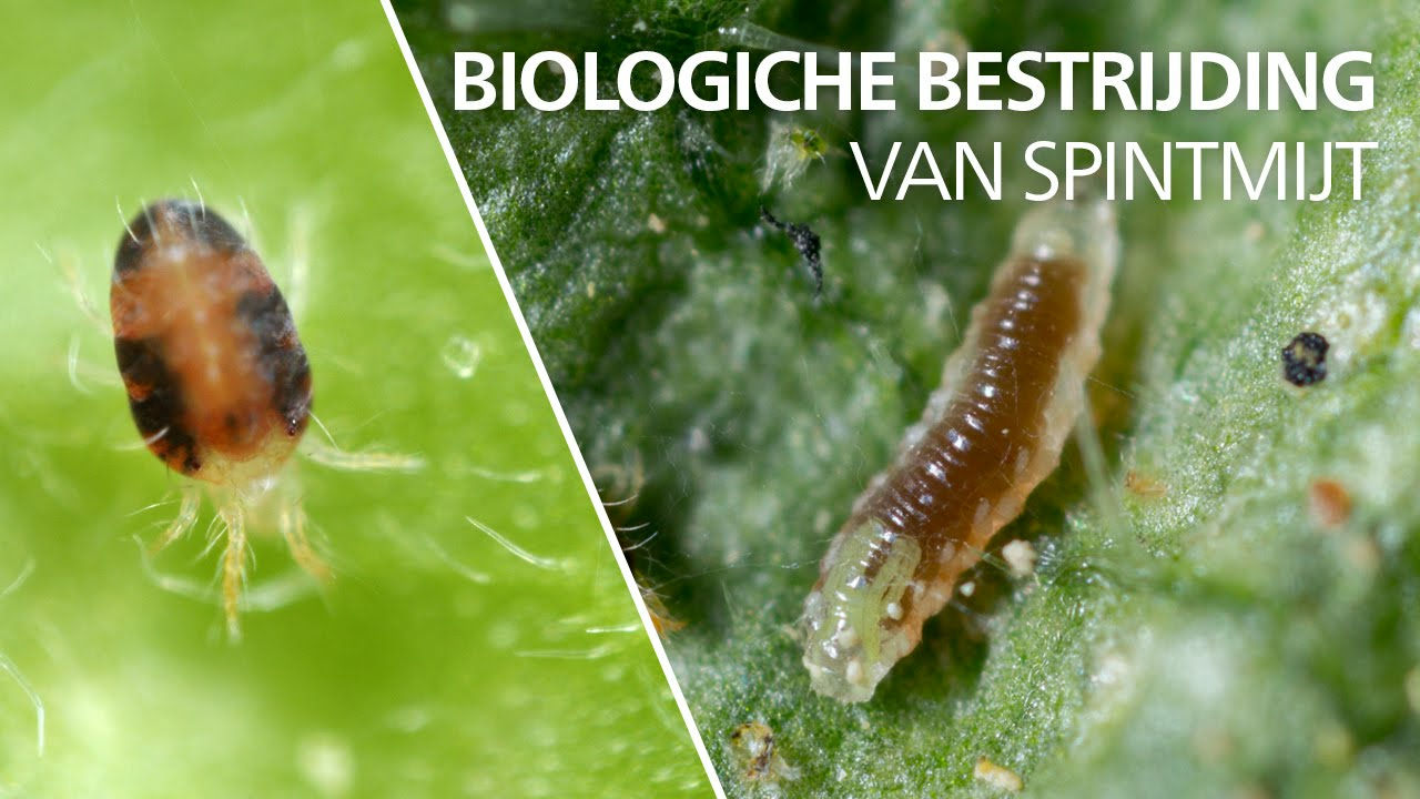 Bestrijding van spint - Feltiella acarisuga
