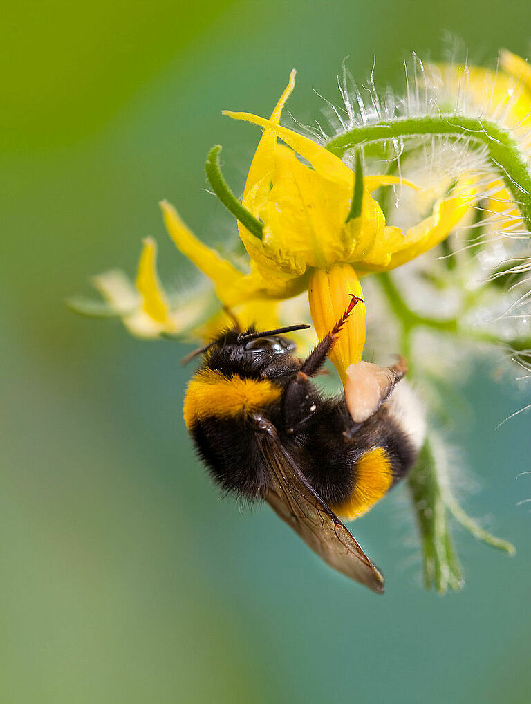 Bumblebee (Bombus terrestris) pollinating tomato flower