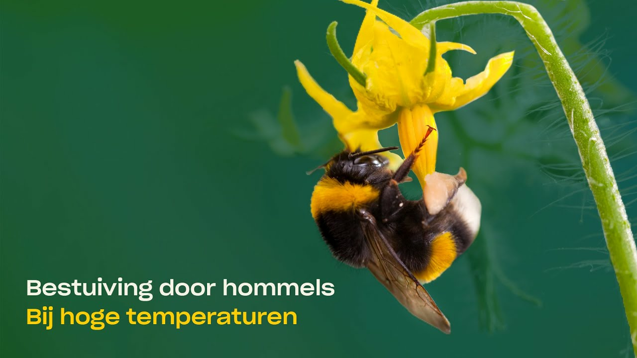 Bestuiving in hoge temperaturen - NL