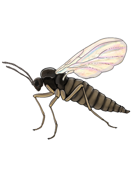 Bradysia paupera adult