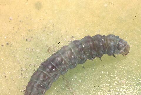 Tomato pinworm