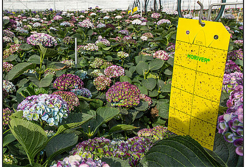 Succes met Limonica tegen Thrips setosus