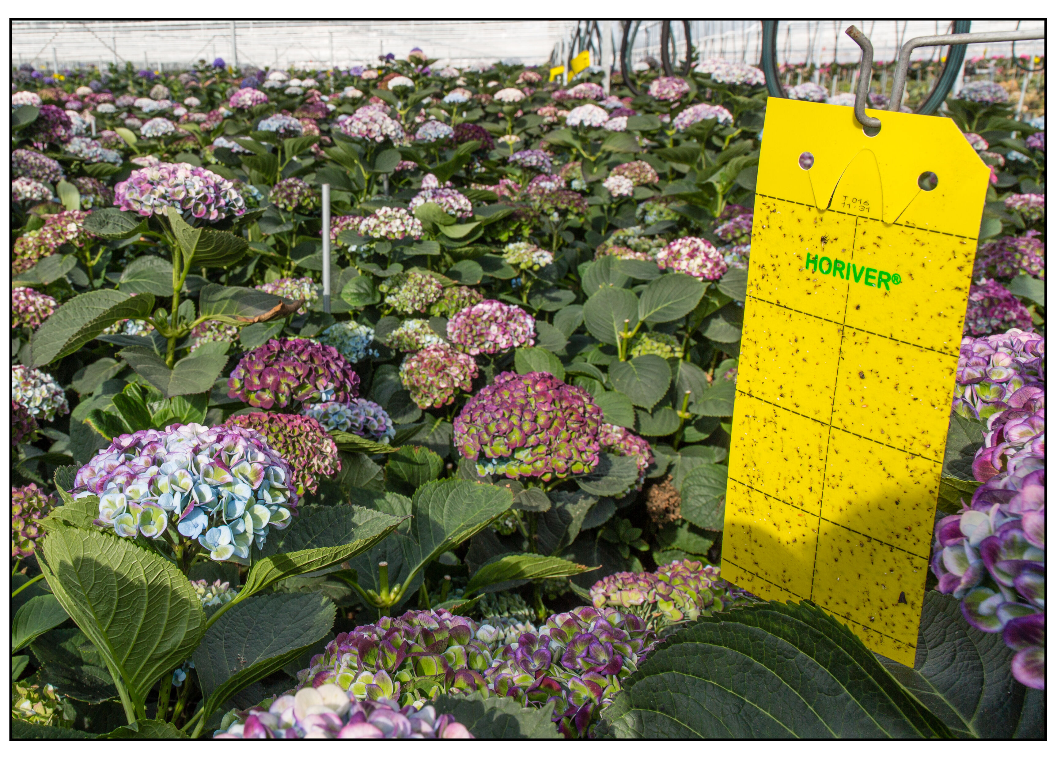 Succes met Limonica tegen Thrips setosus