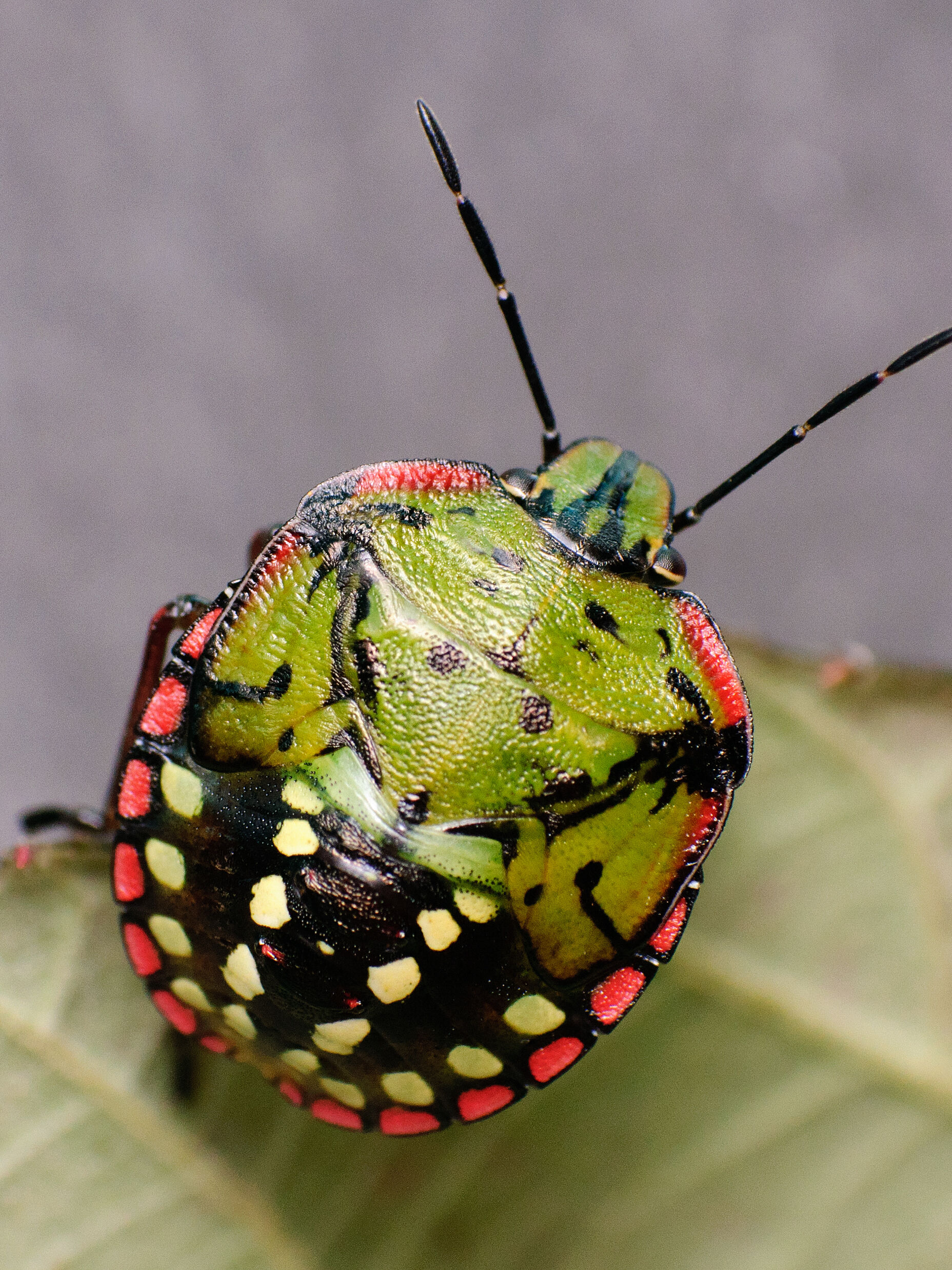 Handleiding Assimilatiebelichting