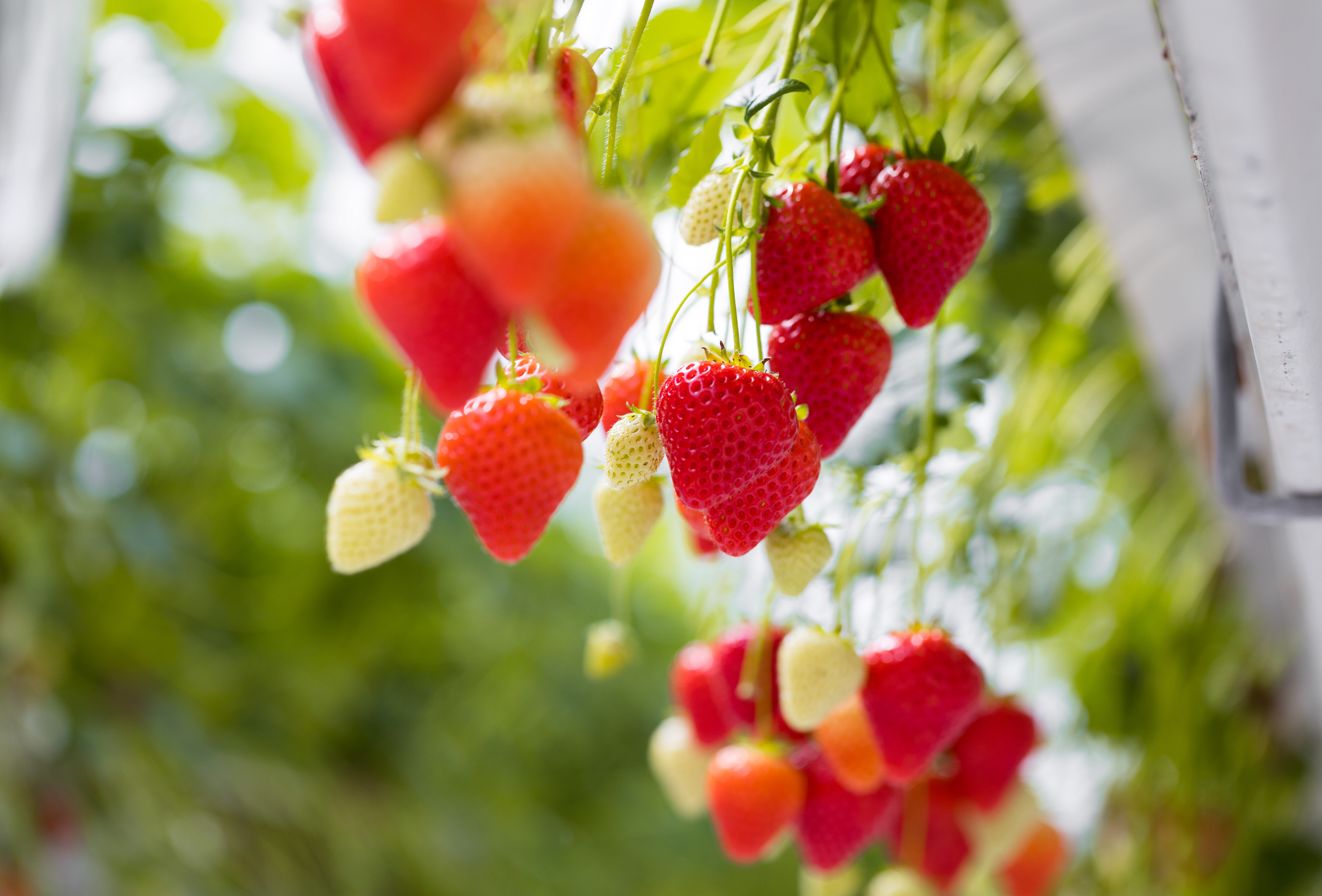 Hou de plaagdruk in nieuw aardbeigewas laag