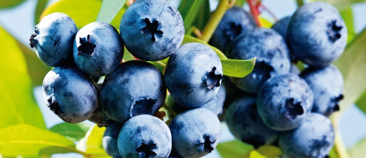 “Het perceel met de laagste producties nam de koppositie”