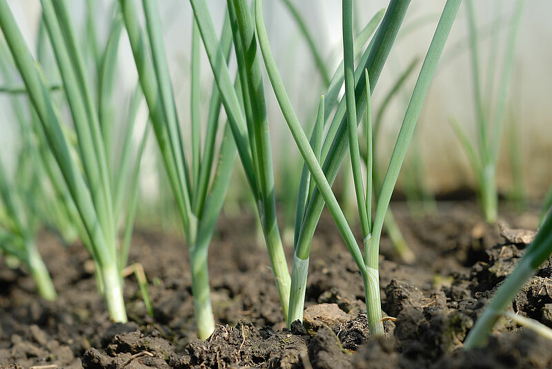 Onion_Koppert_Biological_Systems-1__1_.jpg