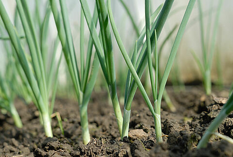 Biofungicide Trianum-G alsnog niet geregistreerd voor de bestrijding van Fusarium in ui en Rhizoctonia aardappelen
