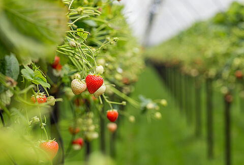 Aardbeien buiten: trips nu preventief bestrijden