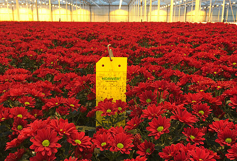 Een mooie bos rode chrysanten voor de feestdagen