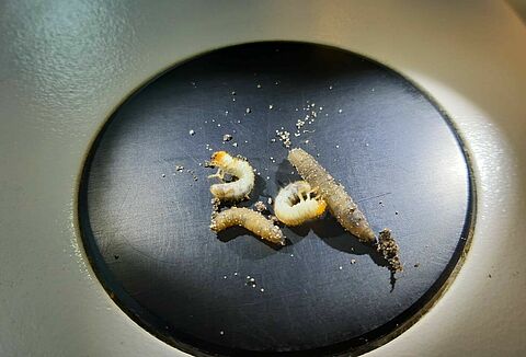 Kennis en kunde nodig voor het effectief bestrijden van engerlingen en emelten