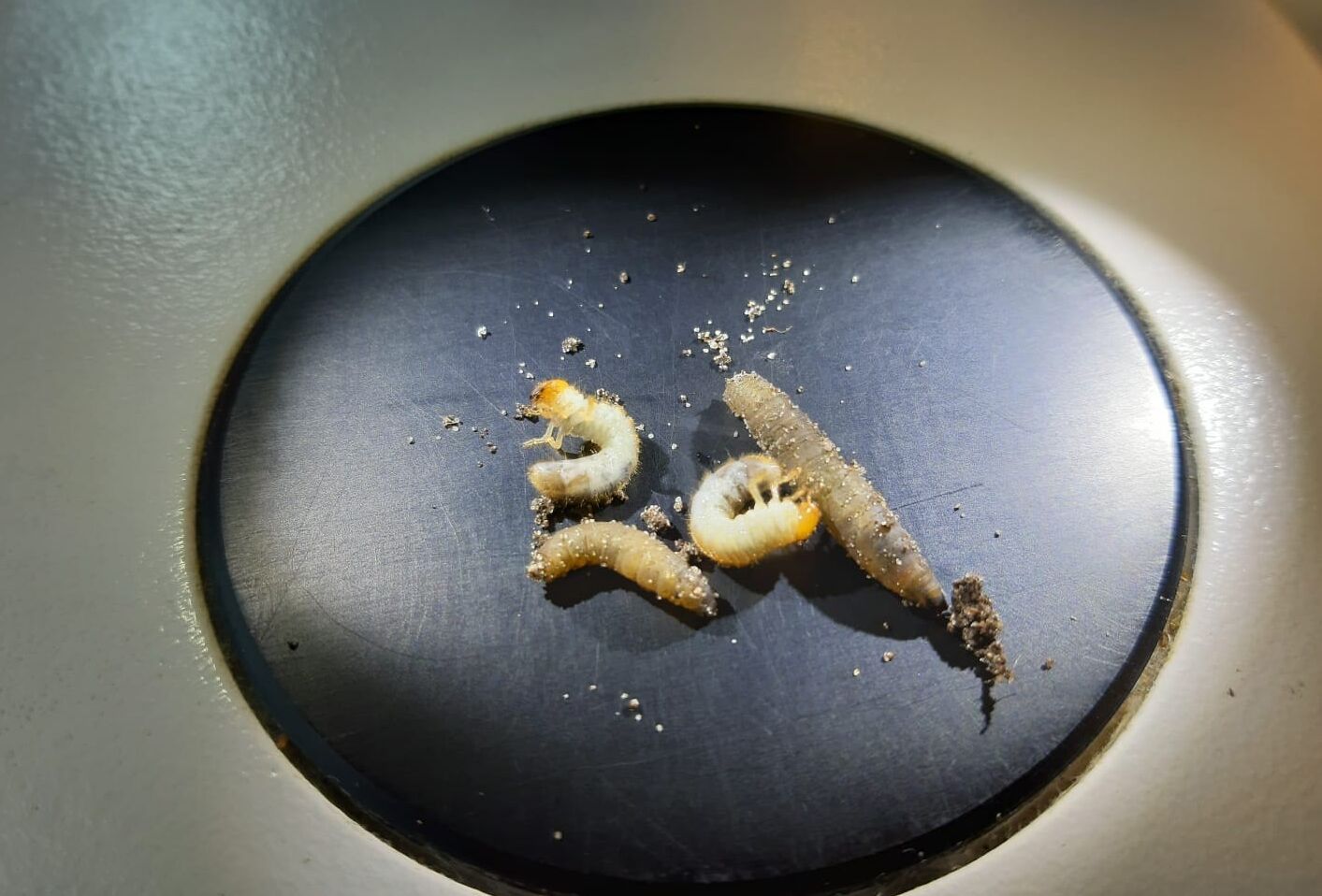 Kennis en kunde nodig voor het effectief bestrijden van engerlingen en emelten