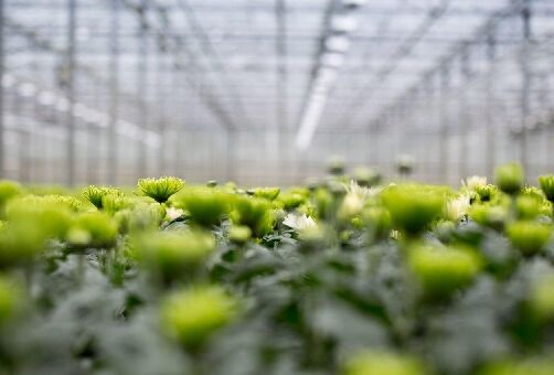 Mineervlieg dreigt in chrysantenteelt