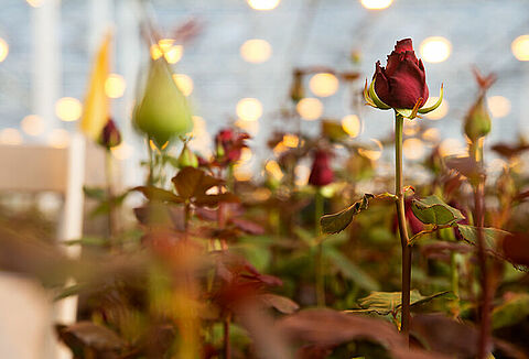 Rozenteelt en NatuGro: Een winnende combinatie