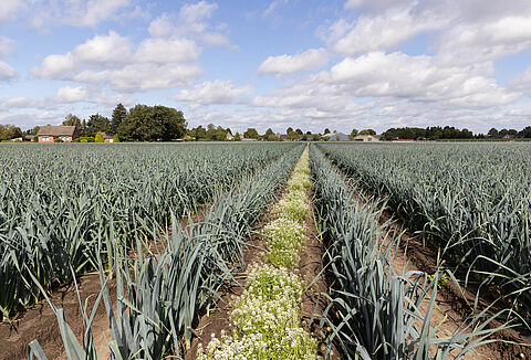 Natuurlijke tripsbestrijding in preiteelt met Orius