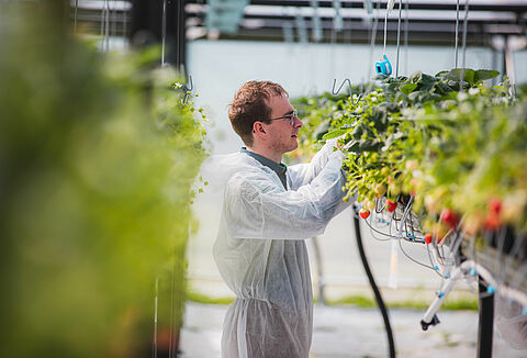 Nieuwe aanpak nodig bij plantenvoeding