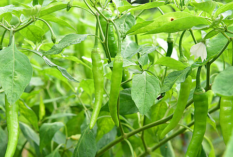 Chilipeper