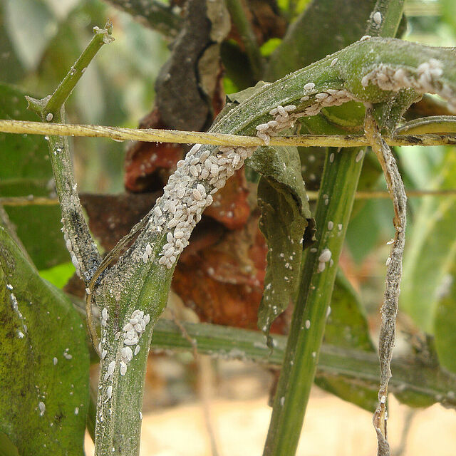 Citrus mealybug Planococcus citri infestation on stem
