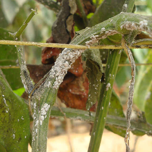 Citrus mealybug Planococcus citri infestation on stem