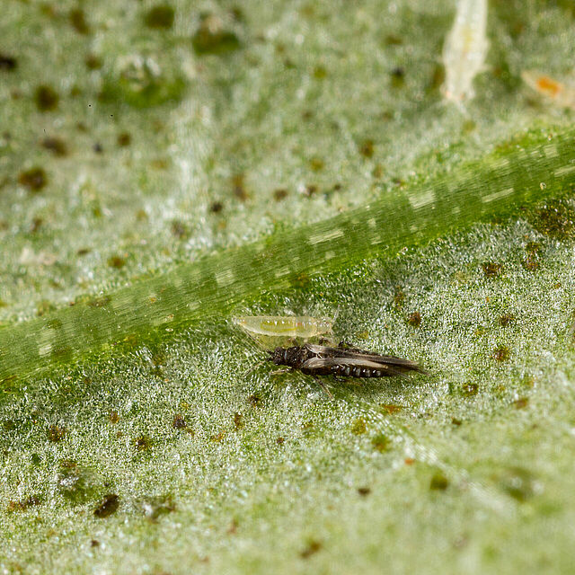 Impatiens thrips Echinothrips americanus on leaf