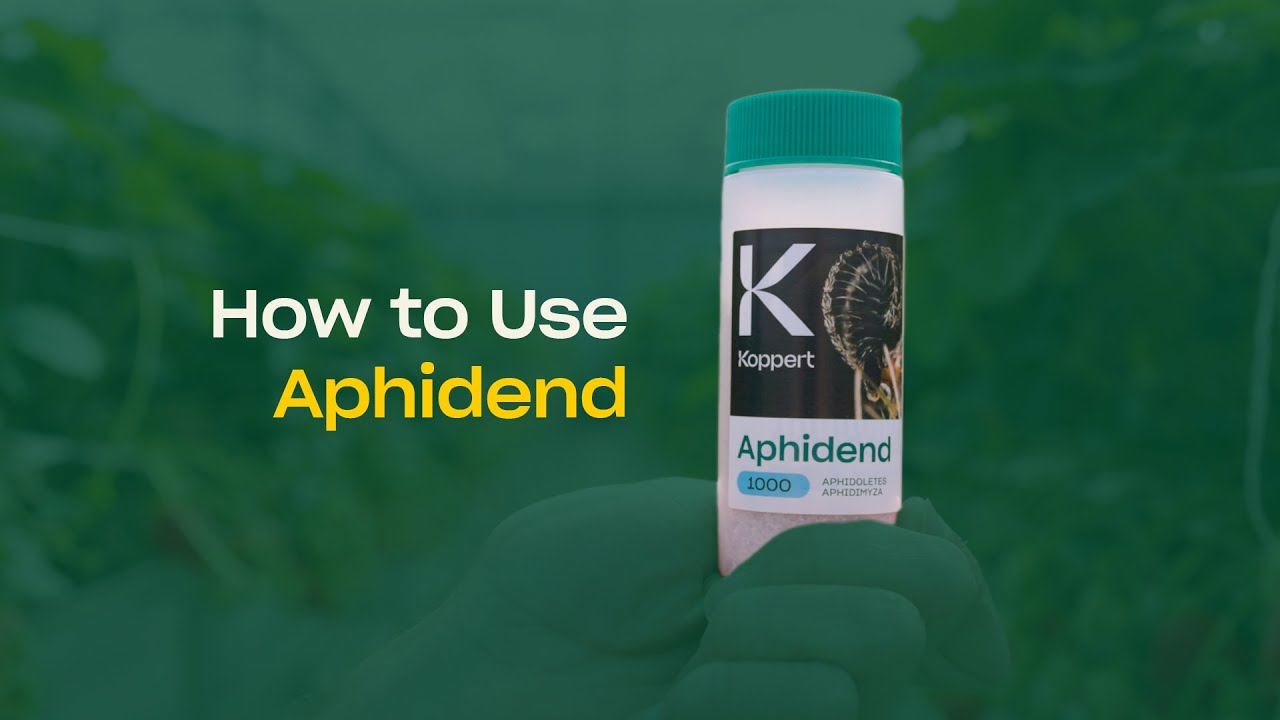 How to use Aphidend from Koppert How to use Aphidend from Koppert