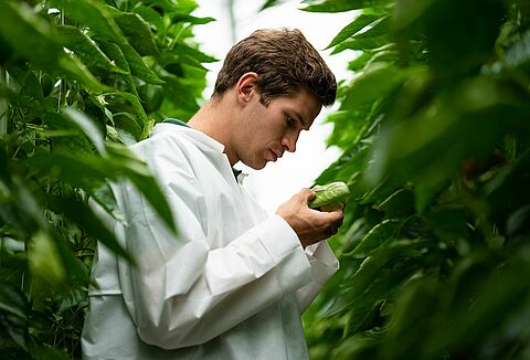 Veelbelovende resultaten in praktijkpilot 100% Groen Geteeld in vruchtgroenten