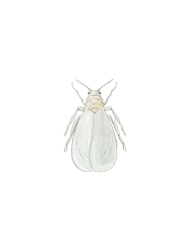 Greenhouse whitefly Trialeurodes vaporariorum adult
