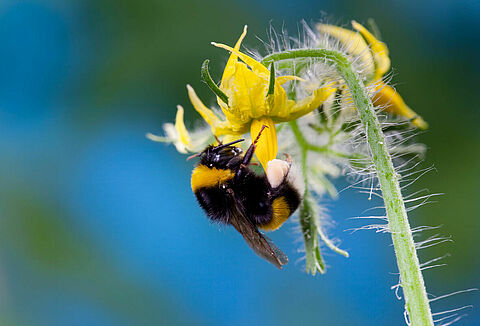Onmisbare informatie over bestuiving bij hoge temperaturen