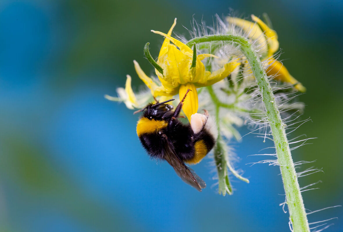 Onmisbare informatie over bestuiving bij hoge temperaturen