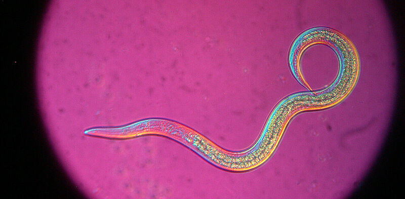Steinernema_feltiae_Koppert_BIological_Systems-2.jpg