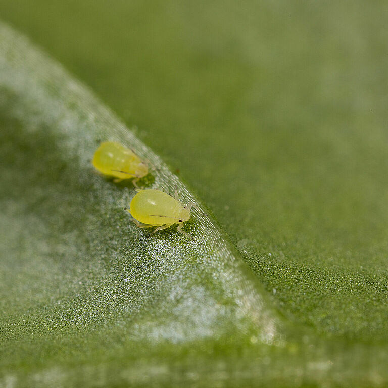 Buckthorn aphid Aphis nasturtii