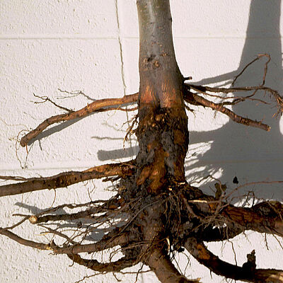 Root damage caused by Phytophthora blight