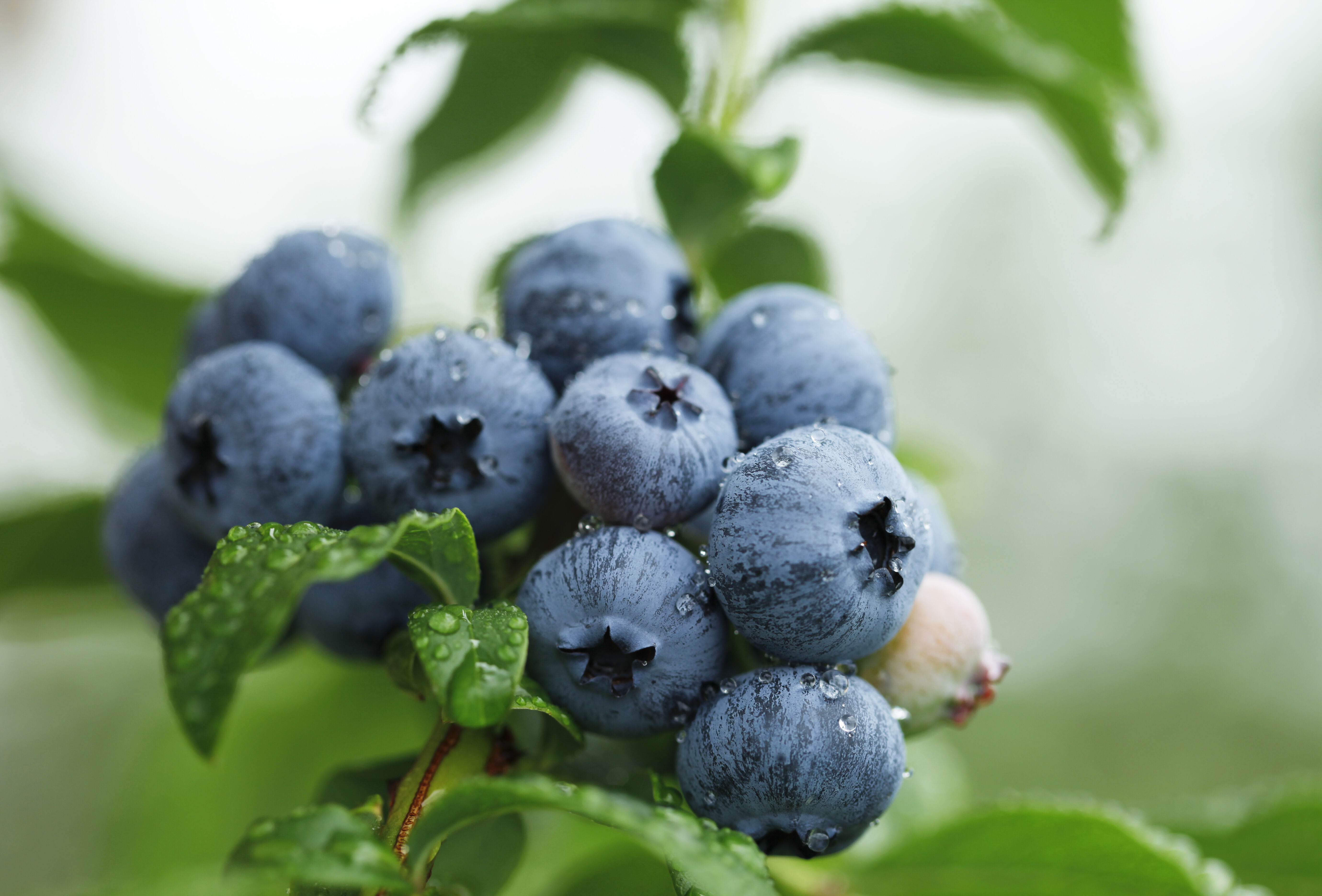 Taxuskever te lijf in blauwe bes