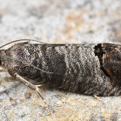 Codling moth Cydia pomonella