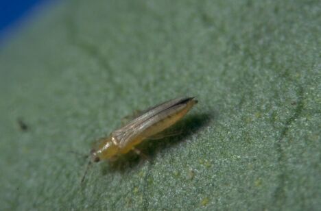 Let op trips in boomkwekerijgewassen