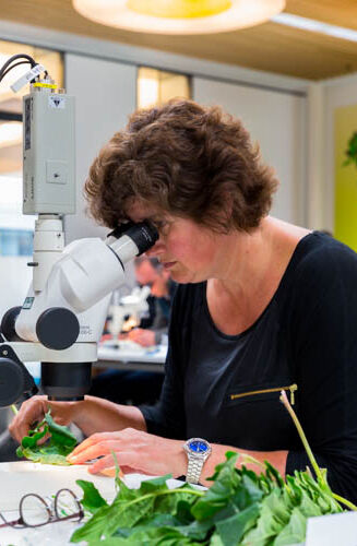 Extra cursus Entomologie