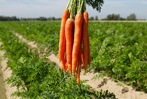 Nederlandse toelating voor Cedress