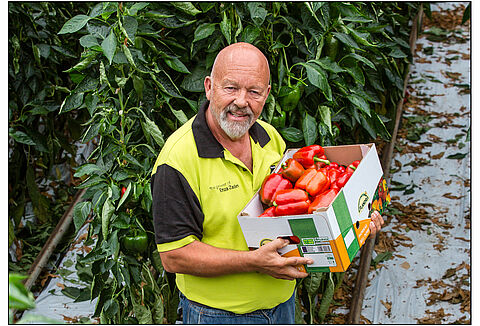 Omgekeerde aanpak houdt bladluizen in paprika eronder