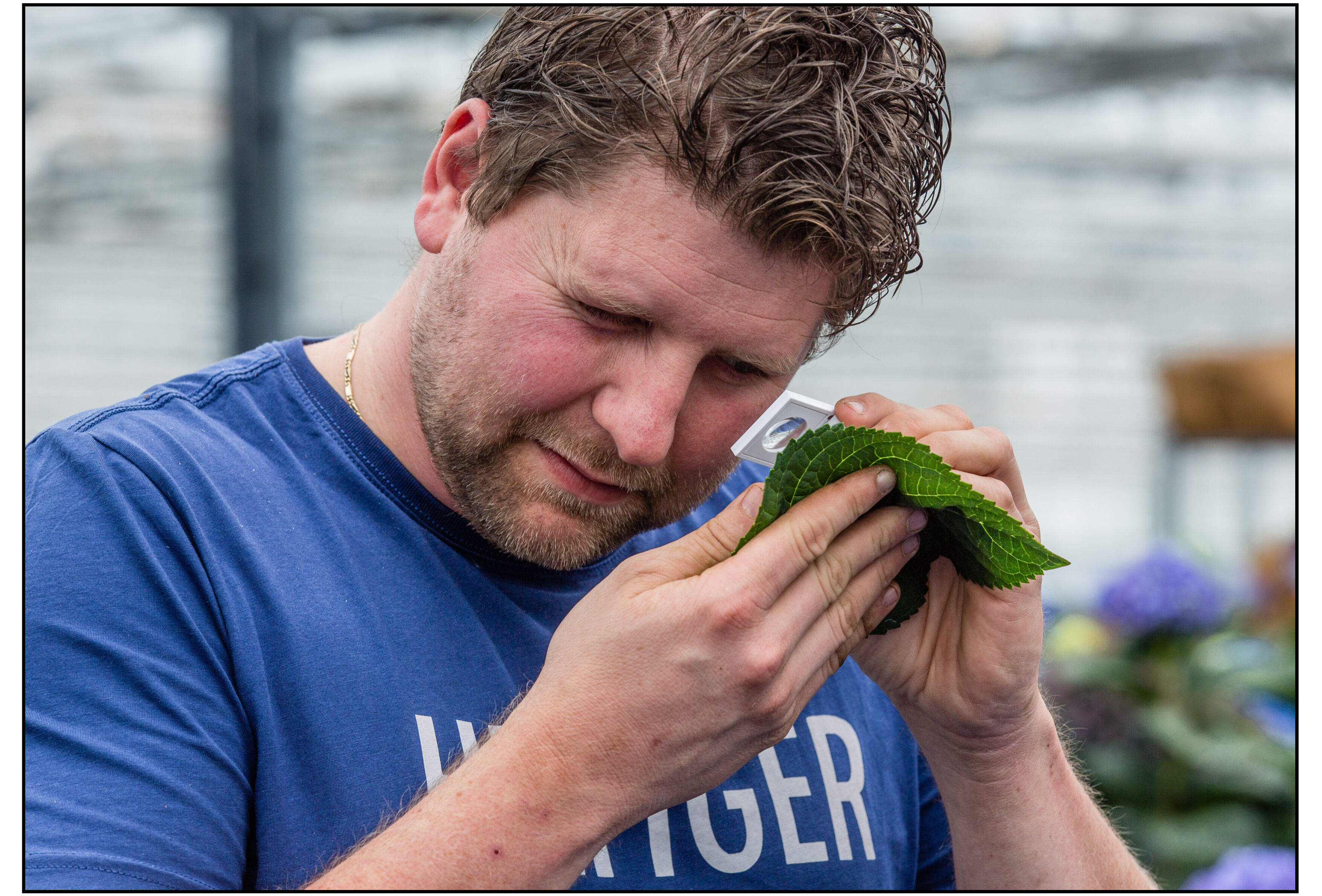 “Limonica tegen Thrips setosus ontzorgt mij”