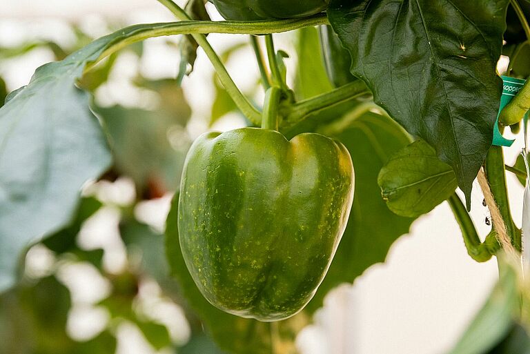 Green pepper with early feeding damage caused by the southern green stink bug (Nezara viridula), showing pale yellow speckling on the fruit.
