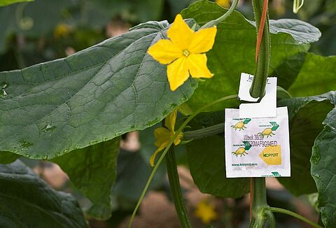 Swirski-Mite LD de basis voor de eindsprint in komkommer