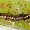 Larva of the Cotton bollworm Helicoverpa armigera