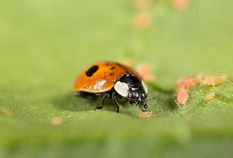 Financieele Dagblad roept Koppert uit tot Nieuwe Kampioen