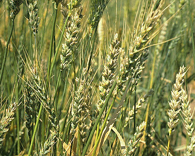Wheat bunt Tilletia tritici